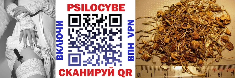 shop клад  Староминская  Псилоцибиновые грибы GOLDEN TEACHER  купить   KRAKEN сайт 
